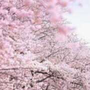 ヒメ日記 2025/04/16 12:06 投稿 桜もも花 五十路マダム 仙台店