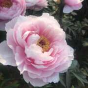 ヒメ日記 2025/05/04 11:58 投稿 桜もも花 五十路マダム 仙台店