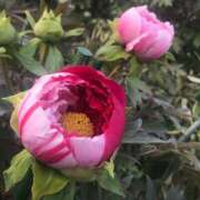 ヒメ日記 2025/05/14 14:32 投稿 桜もも花 五十路マダム 仙台店