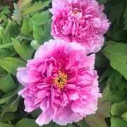 ヒメ日記 2025/05/15 12:06 投稿 桜もも花 五十路マダム 仙台店