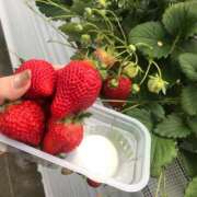 ヒメ日記 2025/05/16 12:06 投稿 桜もも花 五十路マダム 仙台店