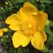 ヒメ日記 2025/05/29 12:02 投稿 桜もも花 五十路マダム 仙台店