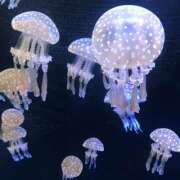 ヒメ日記 2025/06/21 11:46 投稿 桜もも花 五十路マダム 仙台店