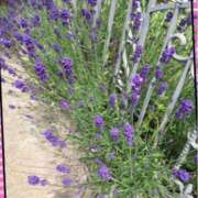 ヒメ日記 2025/07/03 12:08 投稿 桜もも花 五十路マダム 仙台店