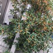 ヒメ日記 2025/10/10 12:06 投稿 桜もも花 五十路マダム 仙台店