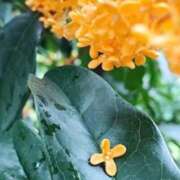 ヒメ日記 2025/10/10 12:12 投稿 桜もも花 五十路マダム 仙台店