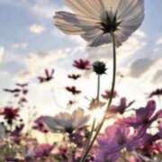 ヒメ日記 2025/11/13 12:24 投稿 桜もも花 五十路マダム 仙台店