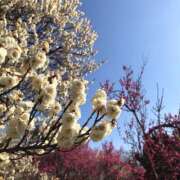 ヒメ日記 2026/03/21 11:52 投稿 桜もも花 五十路マダム 仙台店