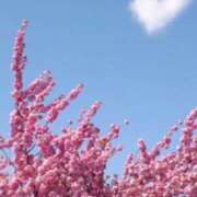 ヒメ日記 2026/03/27 12:08 投稿 桜もも花 五十路マダム 仙台店