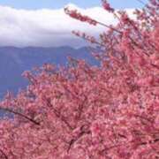 ヒメ日記 2026/03/28 12:12 投稿 桜もも花 五十路マダム 仙台店