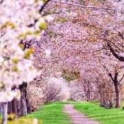 ヒメ日記 2026/04/17 12:20 投稿 桜もも花 五十路マダム 仙台店