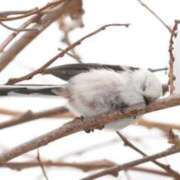 ヒメ日記 2025/01/25 02:48 投稿 ひよりさん いけない奥さん 梅田店