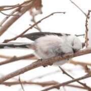 ヒメ日記 2025/03/12 03:08 投稿 ひよりさん いけない奥さん 梅田店