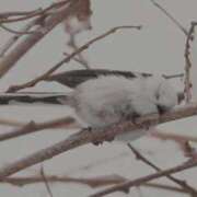 ヒメ日記 2025/03/28 03:08 投稿 ひよりさん いけない奥さん 梅田店