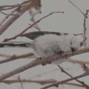 ヒメ日記 2025/03/29 01:54 投稿 ひよりさん いけない奥さん 梅田店