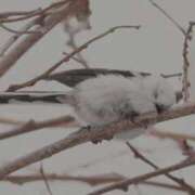 ヒメ日記 2025/04/01 03:32 投稿 ひよりさん いけない奥さん 梅田店