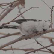 ヒメ日記 2025/04/22 03:48 投稿 ひよりさん いけない奥さん 梅田店