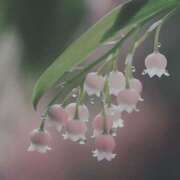 ヒメ日記 2025/04/23 08:54 投稿 ひよりさん いけない奥さん 梅田店