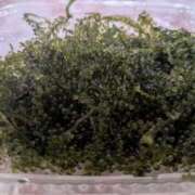 ヒメ日記 2026/03/30 03:18 投稿 ひよりさん いけない奥さん 梅田店