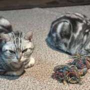 ヒメ日記 2025/01/11 07:57 投稿 青木 モアグループ所沢人妻城