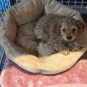 ヒメ日記 2025/01/29 18:33 投稿 青木 モアグループ所沢人妻城