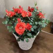 ヒメ日記 2025/05/12 05:03 投稿 青木 モアグループ所沢人妻城