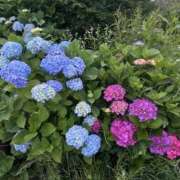 ヒメ日記 2025/06/01 07:36 投稿 青木 モアグループ所沢人妻城