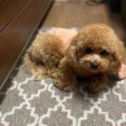 ヒメ日記 2026/01/28 07:12 投稿 青木 モアグループ所沢人妻城