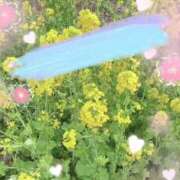 ヒメ日記 2025/03/15 09:43 投稿 のん 五反田・品川おかあさん