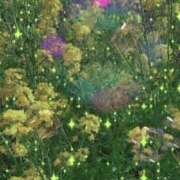 ヒメ日記 2025/03/26 08:23 投稿 のん 五反田・品川おかあさん