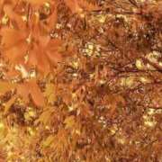 ヒメ日記 2025/10/15 15:53 投稿 のん 五反田・品川おかあさん