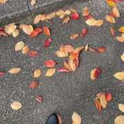 ヒメ日記 2025/11/19 11:23 投稿 のん 五反田・品川おかあさん