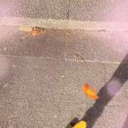 ヒメ日記 2025/11/30 09:23 投稿 のん 五反田・品川おかあさん