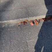 ヒメ日記 2025/12/01 09:23 投稿 のん 五反田・品川おかあさん