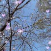 ヒメ日記 2026/03/29 09:23 投稿 のん 五反田・品川おかあさん