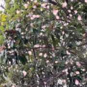 ヒメ日記 2026/04/01 09:15 投稿 のん 五反田・品川おかあさん