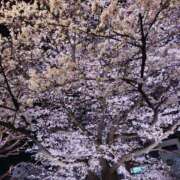 ヒメ日記 2026/04/17 21:44 投稿 ゆりあ ニューハーフ・女装娘・男の娘系デリヘルのドレスガーデン渋谷店