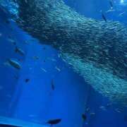 ヒメ日記 2025/09/23 01:04 投稿 加藤　れいこ つくば風俗エキスプレス   ヌキ坂46