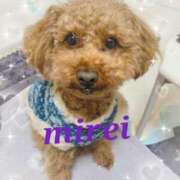 ヒメ日記 2025/03/01 23:08 投稿 菅田 みれい ギン妻パラダイス 谷九店