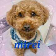 ヒメ日記 2025/03/11 00:32 投稿 菅田 みれい ギン妻パラダイス 谷九店