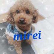 ヒメ日記 2025/03/25 15:11 投稿 菅田 みれい ギン妻パラダイス 谷九店