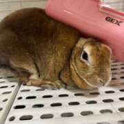 ヒメ日記 2025/03/31 14:38 投稿 つばさ アバンチュール（難波）