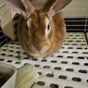 ヒメ日記 2025/06/01 07:42 投稿 つばさ アバンチュール（難波）