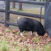 ヒメ日記 2025/09/24 16:26 投稿 つばさ アバンチュール（難波）