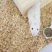 ヒメ日記 2025/11/02 12:48 投稿 つばさ アバンチュール（難波）