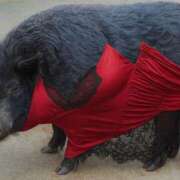 ヒメ日記 2025/11/16 23:20 投稿 つばさ アバンチュール（難波）