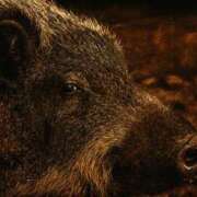 ヒメ日記 2025/11/17 23:43 投稿 つばさ アバンチュール（難波）