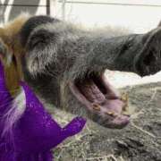 つばさ 11月のお礼 アバンチュール（難波）