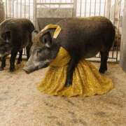 ヒメ日記 2025/12/07 20:25 投稿 つばさ アバンチュール（難波）