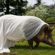 ヒメ日記 2025/12/15 00:08 投稿 つばさ アバンチュール（難波）